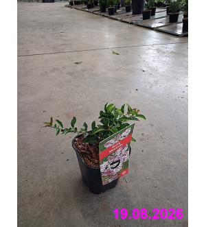 Syringa meyeri 'Palibin' C 1,4 L